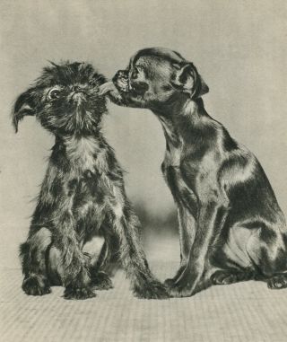 Brussels Griffon Dog Gets A Kiss Vintage 60 Year - Old Full Page Photo Print