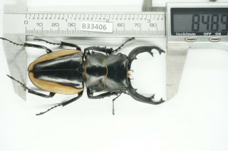 B33406 – Odontolabis Cuvera Fallaciosa Ps.  Beetles,  Insects Yen Bai Vietnam 84mm