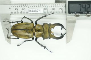 B33374 – Lucanus Sericeus Ohbayashii Ps.  Beetles,  Insects Yen Bai Vietnam 74mm