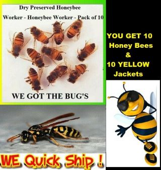 {{ 10 }} Honey Bees & 10 Real Yellow Jacket Wasp V Pensylanica Dried Specimen