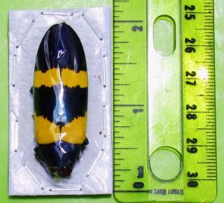 Metallic Blue & Yellow Jewel Beetle Chrysochroa Mniszechii Fast From Usa