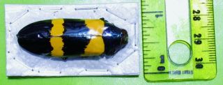 Metallic Blue & Yellow Jewel Beetle Chrysochroa mniszechii FAST FROM USA 2