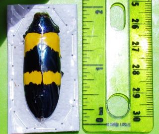 Metallic Blue & Yellow Jewel Beetle Chrysochroa mniszechii FAST FROM USA 3