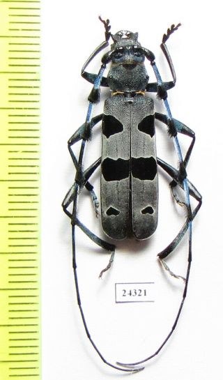 Cerambycidae,  Rosalia Alpina,  Male,  Bulgaria