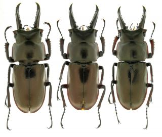 Insect Beetles Lucanidae Prismognathus Subaeneus 31 - 33 Mm Primorye Reg