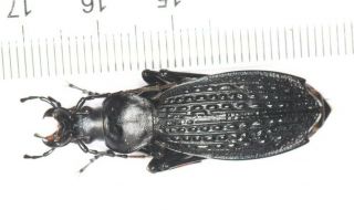 Carabidae Carabus Coptolabrus Apotomopterus Hubei Badong Co (5)