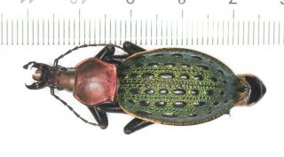 Carabidae Carabus Coptolabrus Apotomopterus Hubei Badong Co (1)