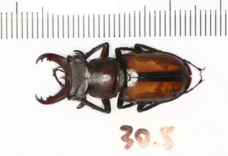 Lucanidae Lucanus Parryi From Zhejiang 30.  5mm