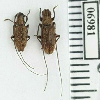 Cerambycidae Sp.  6 Indonesia,  Sw Kalimantan