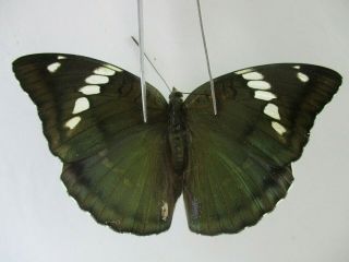 N14275.  Unmounted Butterfly.  Euthalia Pratti?.  North Vietnam