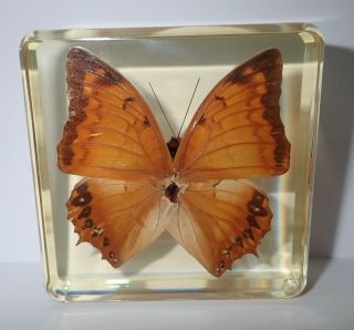 Scarce Tawny Rajah Charaxes Aristogiton Butterfly Specimen In Amber Clear Block