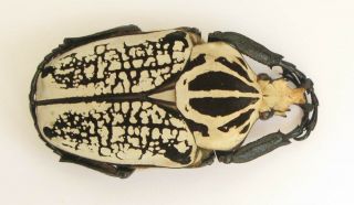 Goliathus Orientalis Male 67mm (cetoniinae)