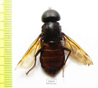 Diptera Sp. ,  Panama 37 Mm