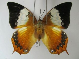 N12087.  Unmounted Butterflies: Charaxes Bernardus.  South Vietnam.