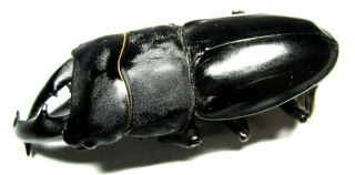 b001 Mi : Lucanidae: Dorcus titanus mindanaonis male 85mm 2