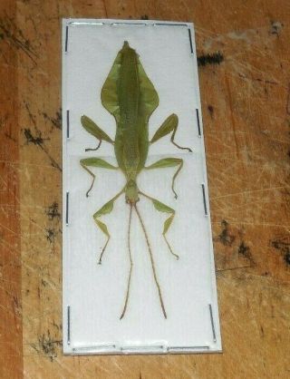 Phyllium Jacobsoni Green Male Real Indonesia Leaf Insect Taxidermy