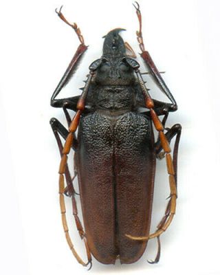 Cerambycidae - Psalidognathus Antonkozlovi - Peru 56.  25 Mm