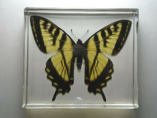 Eastern Tiger Swallowtail Butterfly.  Real Butterfly Casting Resin Encapsulation