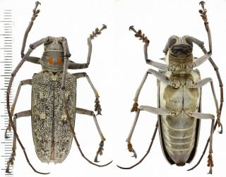Batocera Humeridens - Cerambycidae 48 Mm From Timor Island,  Indonesia