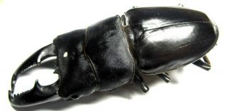 003 Mi : Lucanidae: Dorcus titanus mindanaonis male 88.  5mm 2