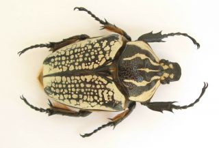 Goliathus Orientalis Female 74mm (cetoniinae)