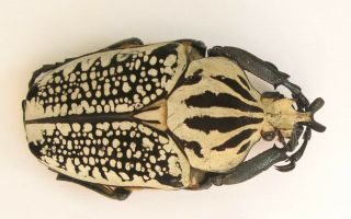 Goliathus Orientalis Male 68mm (cetoniinae)