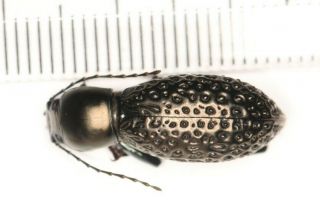 Tenebrionidae Tenebrioinae Sp.  From West Yunnan (5)