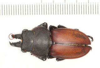 Lucanidae Neolucanus From Zhejiang (2)