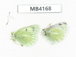 Butterfly.  Colias Sifanica Ssp.  S Of Gansu,  Xiahe County.  1p.  Mb4168.