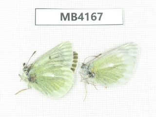 Butterfly.  Colias Sifanica Ssp.  S Of Gansu,  Xiahe County.  1p.  Mb4167.