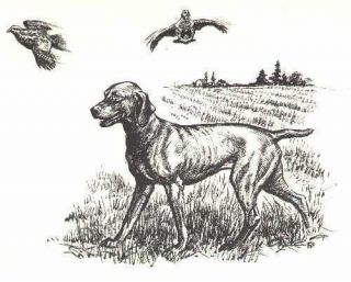 Vizsla - 1964 Dog Art Print - Matted