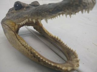 Lg 6” Alligator Head Skull Taxidermy Real Teeth Jaw Reptile Swamp Gator