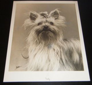 Vintage Yorkshire Terrier Dog William Brown Photograph Head Study Of Trudy