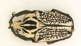 Goliathus Orientalis Male 69mm (cetoniinae)
