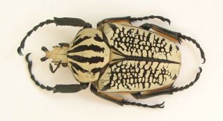 Goliathus Orientalis Male 64mm (cetoniinae)