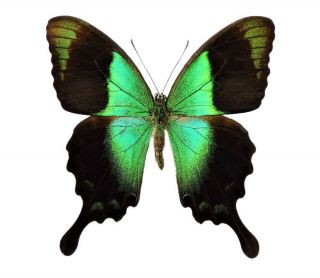 One Real Butterfly Green Papilio Peranthus Transiens Unmounted Wings Closed