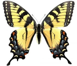 One Real Butterfly Yellow Tiger Swallowtail Female Papilio Glaucus Wings Closed