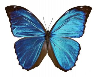 Morpho Menelaus (folded) A - Taxidermy Real Unmounted