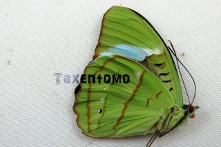 Nessaea Hewitsoni Folded Butterfly Taxidermy Real Unmounted