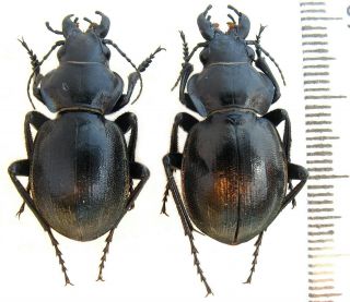Beetles.  Carabidae Calosoma (callisthenes) Elegans Manderstjernae,  A - Pair
