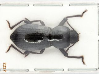 Tenebrionidae Sp.  A1,  23 Mm,  1 Pc