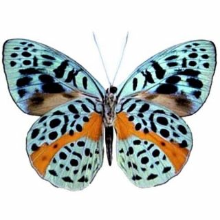 One Real Butterfly Blue Orange Eunica Chlorochroa Peru Unmounted Wings Closed
