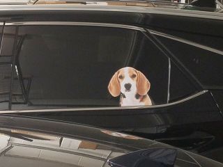 Beagle Pup Window Decal (driver Rear)