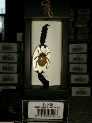 Black Legged Leaf Beetle Sl1425 Real Insect Bracelet Entomology Resin Mb20 Nib