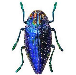 One Real Polybothris Sumptuosa Gemma Blue Jewel Beetle Packaged Madagascar