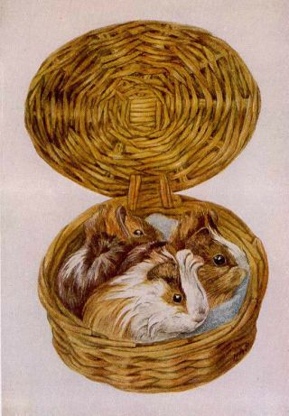 Beatrix Potter Guinea Pigs In A Basket Art Artwork Painting Poster Print Reprint