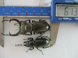 31826 Lucanidae: Lucanus Kraatzi Giangae.  Vietnam North.  61mm