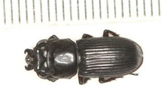 Lucanidae Nigidius Sp.  West Yunnan