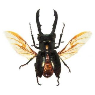 One Real Cyclommatus Metallifer Stag Beetle Wings Spread Packaged Indonesia