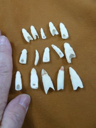 (g370 - 1) 15 Gator Alligator Aligator Tooth Teeth Make Own Jewelry Mixed Sizes